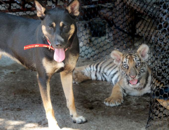 在小老虎長大前，小黑身負家庭教師的責任。　六福村/提供