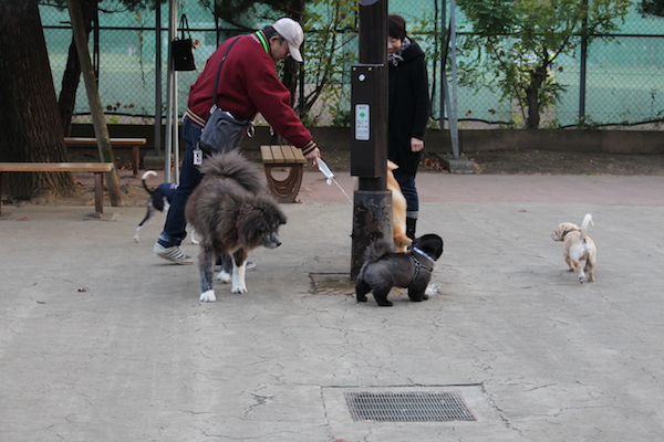 狗公園裡的「每一位」飼主都相當優質，只要自己的狗狗一小便，飼主「馬上」會拿水瓶澆水沖洗，如同照片裡的這位大叔一樣。 何宜/攝