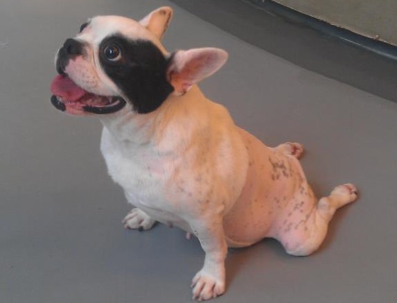 突發性的癱瘓加上沒有及時治療，波妞的後腿已經不能行走。　犬山居/提供