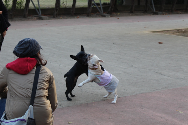 通常寵物公園會分成大型犬區及小型犬區，除了設施可能高度不同外，也減少大狗欺負小狗的狀況，不過照片中這兩隻法鬥照樣在大型犬區玩的不亦樂乎，而飼主全程視線都沒離開過小狗。   何宜/攝