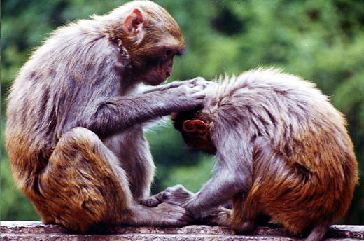 理毛是猴子的重要社會行為，是人類無法給予的照顧。　/取自網路