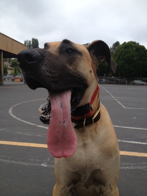 什麼？原來襪子不能吃嗎？　取自Veterinary Practice News