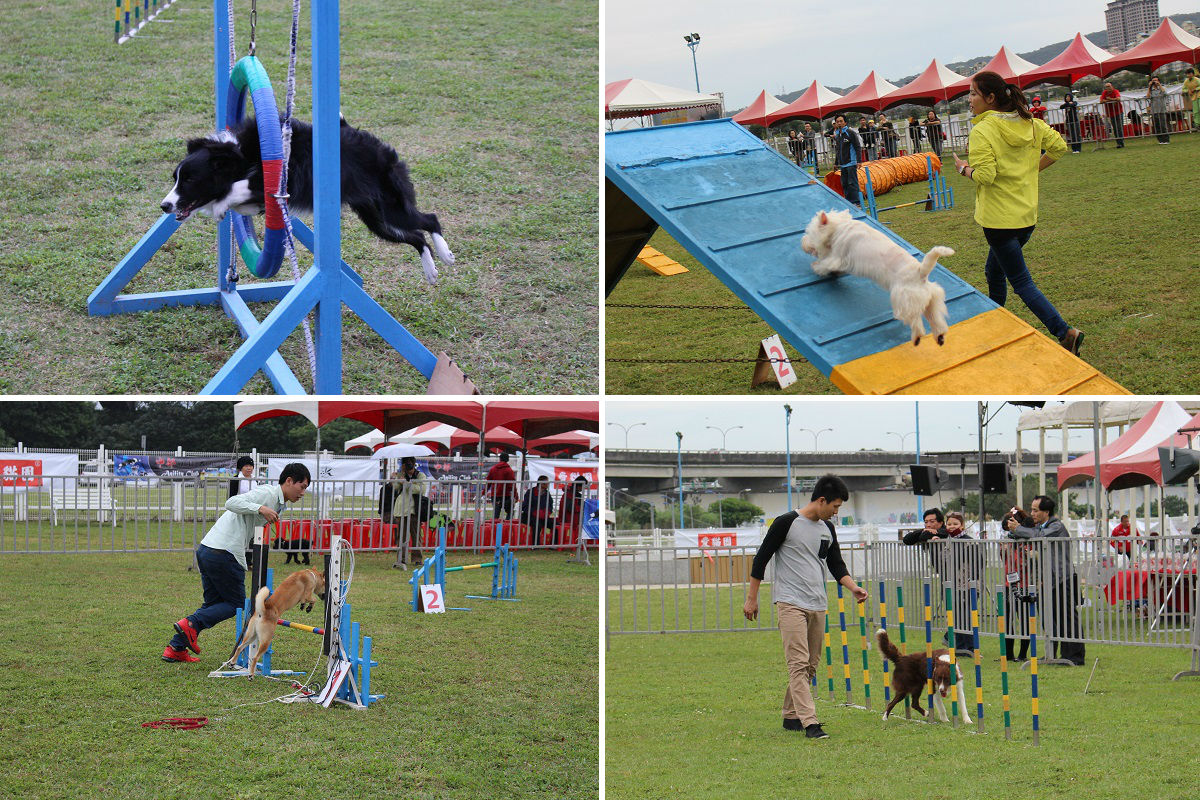敏捷犬運動的各種設施，是模擬狗狗在森林中能體驗到的種種運動方式。　李娉婷/攝