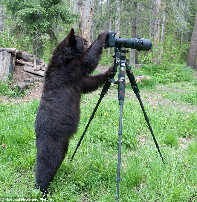 攝影師史瓦茲（Swartz）在美國明尼蘇達州的森林中拍攝野生動物，他發現有隻黑熊遠遠看著叢林中的相機，牠足足的看了40多分鐘後才鼓起勇氣上前研究起相機，這隻黑熊像個攝影師一樣不停擺弄相機，直到不小心碰倒了腳架才依依不捨的離去。　取自Dailymail
