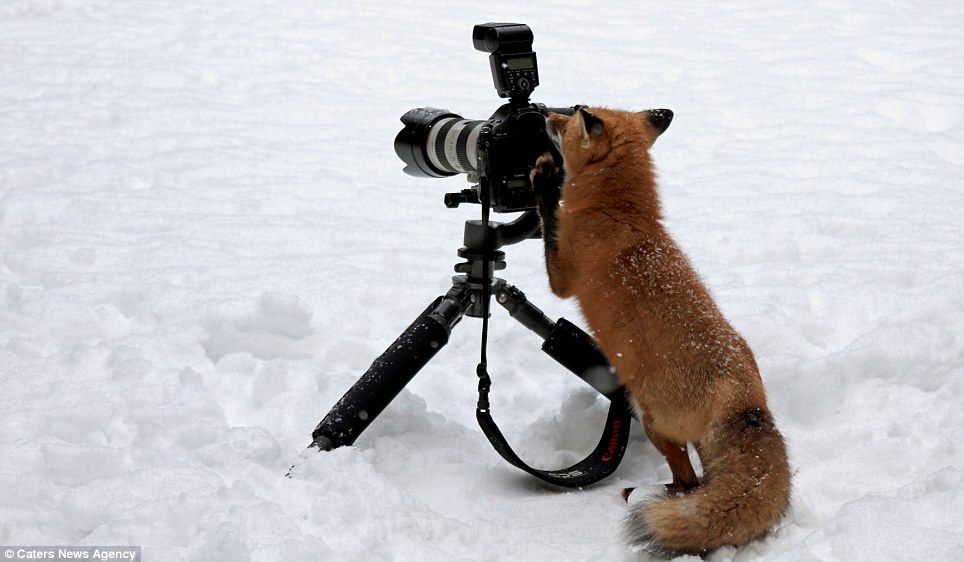 攝影師梅根‧勞倫斯（Megan Lorenz）在加拿大阿岡昆省立公園內拍攝狐狸照片，其中一隻狐狸悄悄地走到勞倫斯背後，似乎對攝影器材很感興趣，勞倫斯便讓出自己的位置，得到了這張有趣的照片。 取自Dailymail