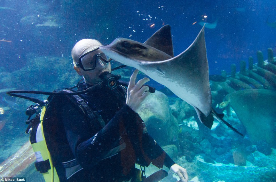 給你搔搔癢：水族館館長奧利弗正在幫一隻20歲的老「公牛魟」作檢查。這種魟主要吃甲殼類動物，像是寄居蟹、螃蟹和蝦子，也會吃軟體動物。　取自網路
