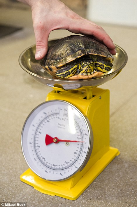 這隻黃腹彩龜看起來不太喜歡健康檢查。　取自網路