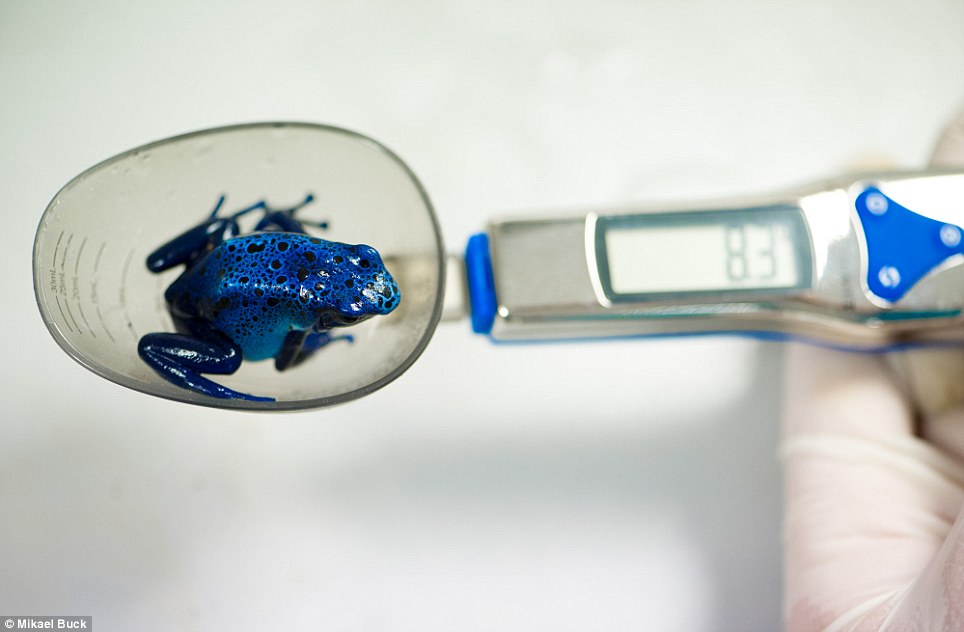 Blue不只一點點──這隻8.3克的箭毒蛙在一個特殊的勺子上秤重。這種青蛙擁有劇毒，絢麗的色彩是在警告敵人不要惹牠。　取自網路