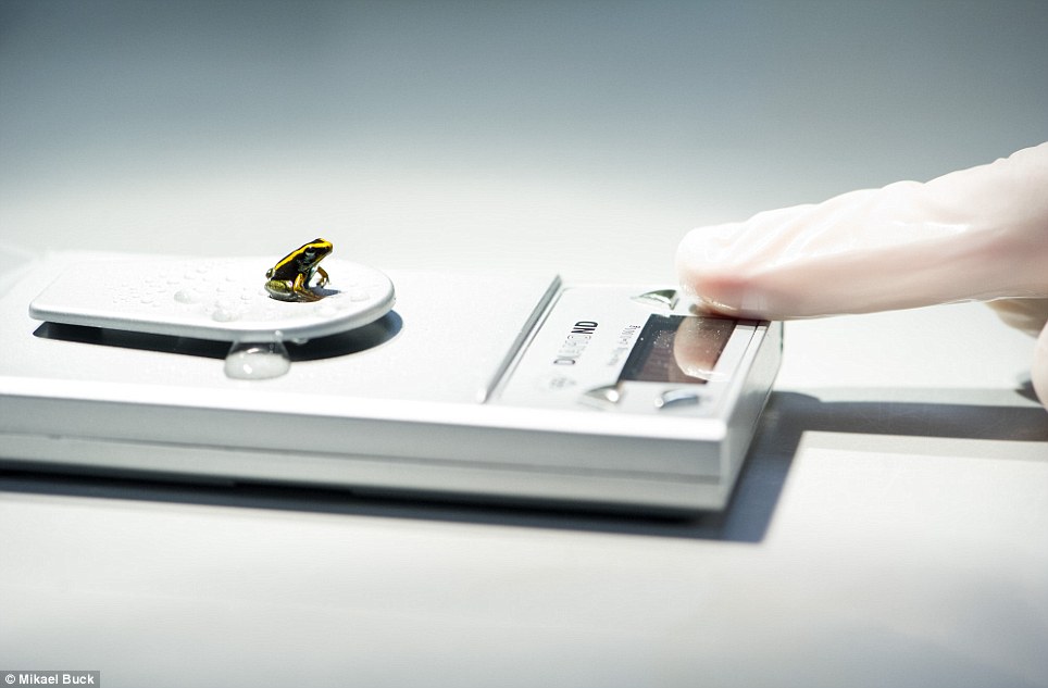 你看到這張圖時是不是發出了「噢～」的聲音，這隻箭毒蛙寶寶只有0.4克重。　取自網路