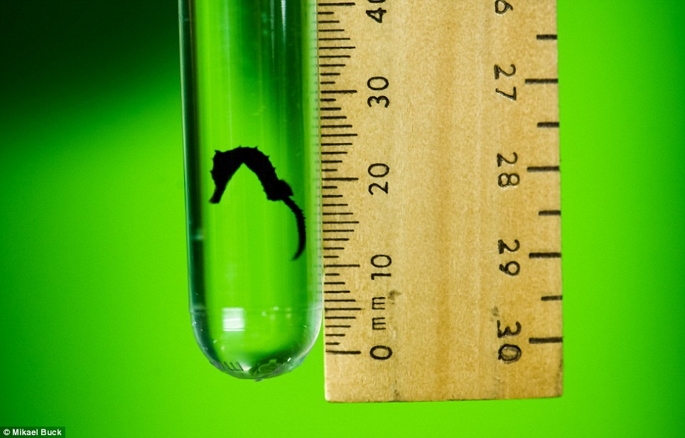 這隻海馬寶寶同樣也是兩個月大，不過牠只有1.5公分高。海馬用牠們的尾巴抓住固定的物體作為休息、長鼻子用來吸取食物、兩隻眼睛可以獨立移動。　取自網路