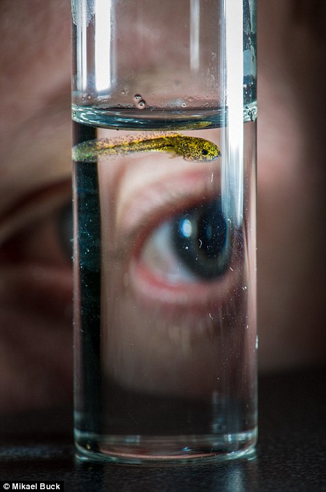 只有0.8公分長的墨西哥鈍口螈寶寶，肉眼相當難注意到，牠們在野外幾乎滅絕。　取自網路