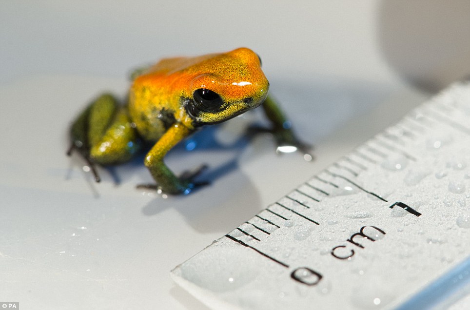 致命的可愛！這隻箭毒蛙只有1公分大，不過牠的弟妹們可就沒這麼好找了…　取自網路