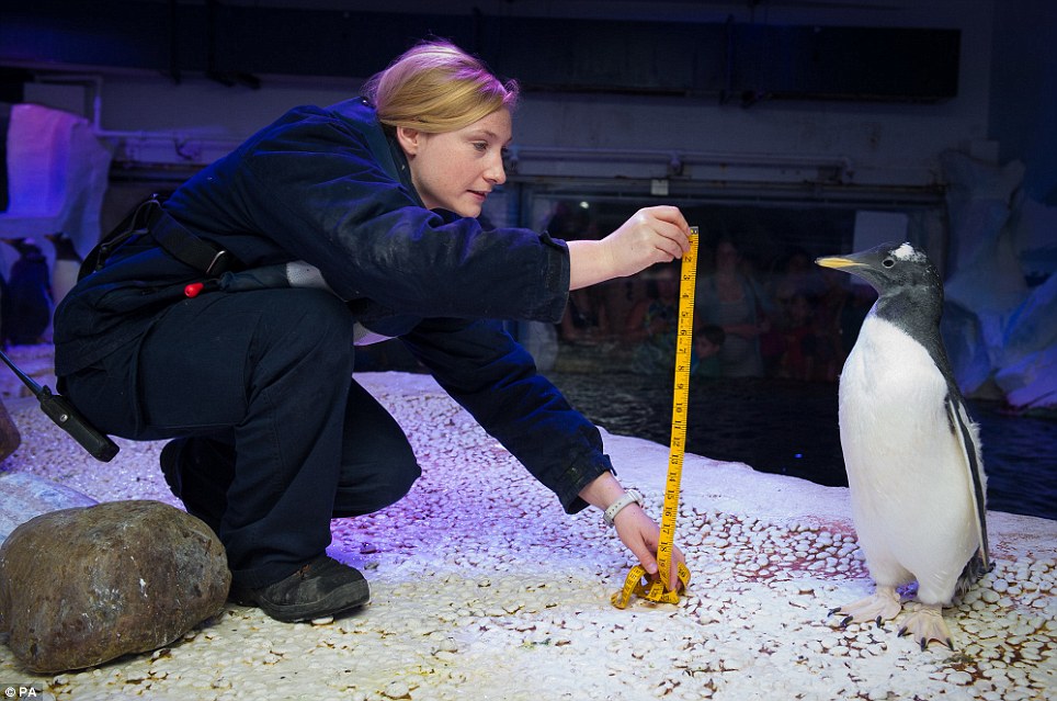 水族館工作人員幫兩個月大的巴布亞企鵝（Gentoo Penguin）量身高，牠已經50公分高了。　取自網路