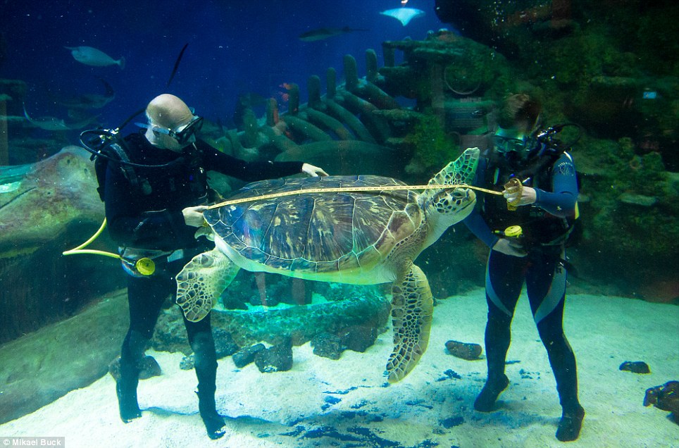 「這樣就對了！再在這裡浮一下下」兩名工作人員穿上潛水裝，測量一隻1.2公尺長，130公斤重的罕見綠蠵龜。 取自網路