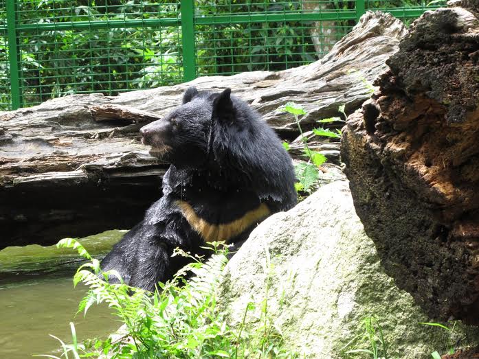 住在低海拔試驗站的貝兒，位於台中烏石坑的低海拔試驗站是最適合台灣黑熊繁殖的域外保育地點。　特生中心/提供