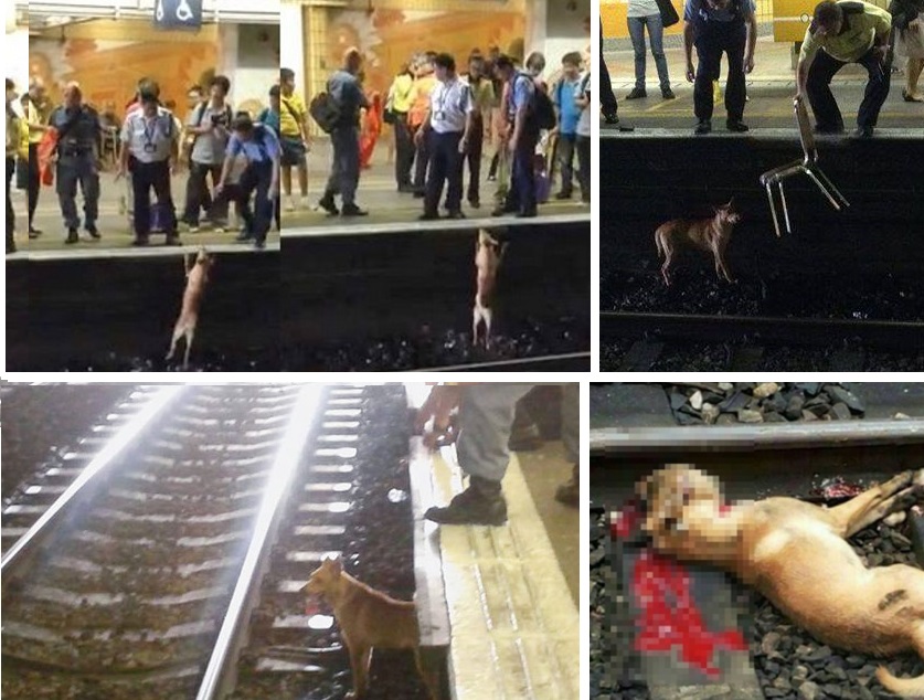 誤闖鐵軌的小狗曾經試圖爬上月台,港鐵員工還拿出椅子想讓小狗離開鐵軌,但小狗最終還是被列車撞死。 取自網路