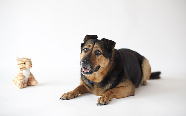 為了增加Bless的認養機會，工作人員為牠拍了一組美麗的照片。　取自網路