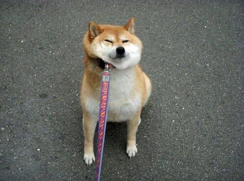 大家都以為喜歡散步是狗狗的天性,不過不願出門的狗也是不少。 取自網路