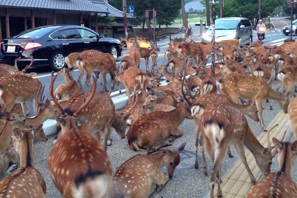 鹿群佔領人行道!現場行人壓力好大啊。 Sinnonono/Twitter