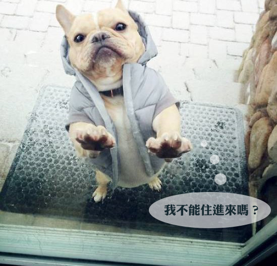 許多房東不願意把房子租給有飼養寵物的人。　取自網路
