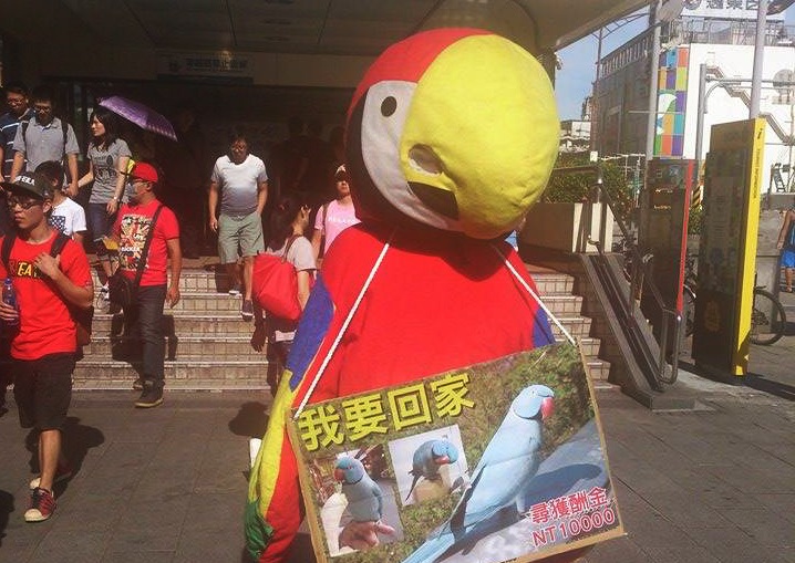 為尋回愛鳥，盧帛宏穿著租來的厚重布偶裝，在30多度高溫下發送傳單。 盧帛宏/提供