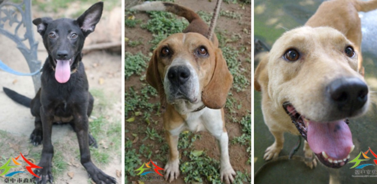 待認養的狗狗們照片相當可愛,但獸醫師也不忘附註「會護食」、「愛吠叫」、「不舒服的觸碰行為會生氣,不適合有小朋友的家庭」等小缺點。 台中市動物之家/提供