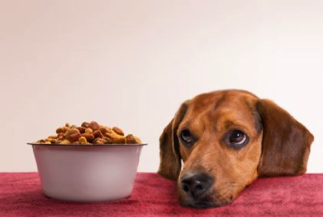 許多飼主非常注重毛孩吃得是否安全。　取自網路
