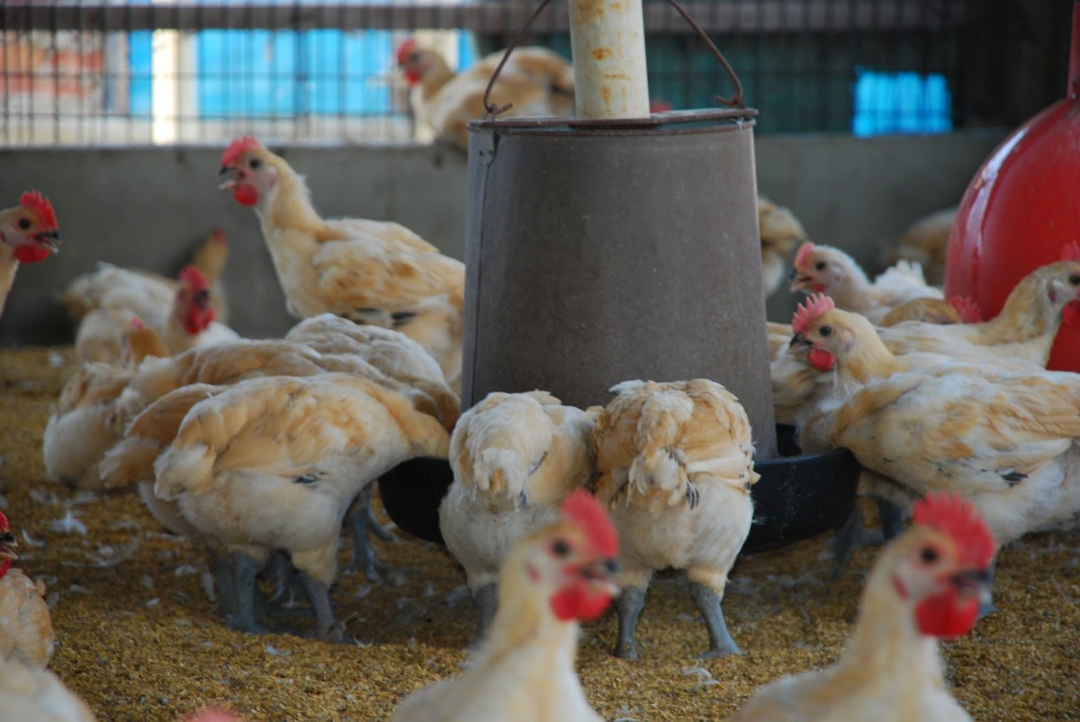 為了方便飼料攪拌、凝結成塊與增加營養含量,動物飼料中也會加入動物油脂。 取自網路