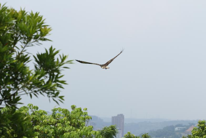 一個月的治療後，魚鷹順利復原，並於發現地野放。　台北市動保處/提供