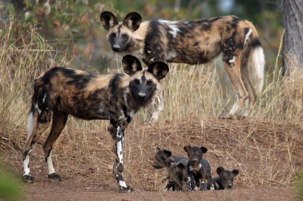 野外的非洲野犬數量稀少，在辛巴威已經設立了一個非洲野犬保護區。　取自Pic&Photos