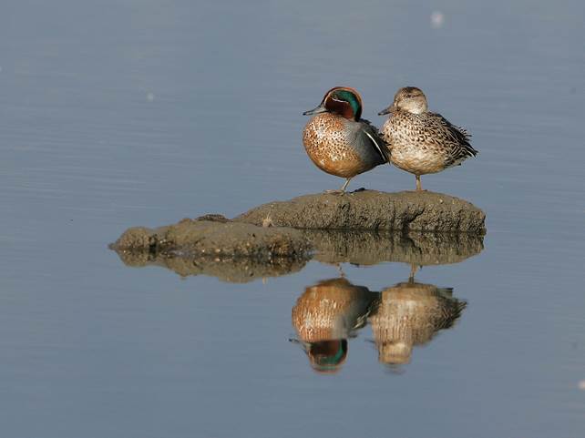 雄鴨(左)會隨著氣候變冷,慢慢換上栗褐色頭頸以及綠色的過眼帶。 台北市動保處/提供