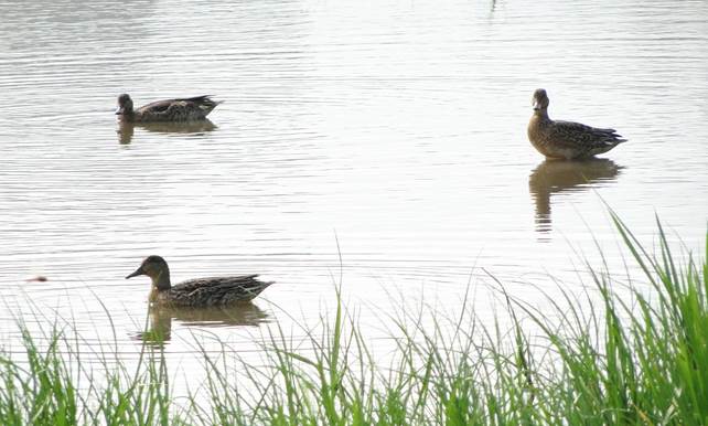 剛剛抵達度冬地的小水鴨還難辨雌雄,但過不久雄鳥就會換上美麗的衣裳。 台北市動保處/提供