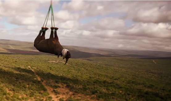 專家們將黑犀牛麻醉，蒙上眼後，將牠們空運至保護區。　影片截圖