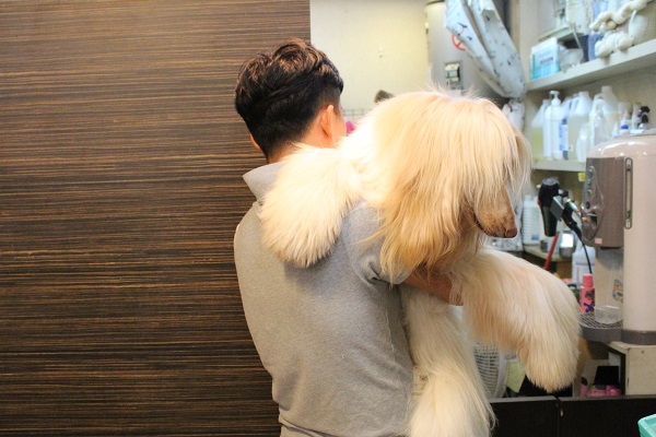 架上的瓶瓶罐罐有許多都是Samantha洗毛專用,只為了讓牠長髮飄逸。 李娉婷/攝