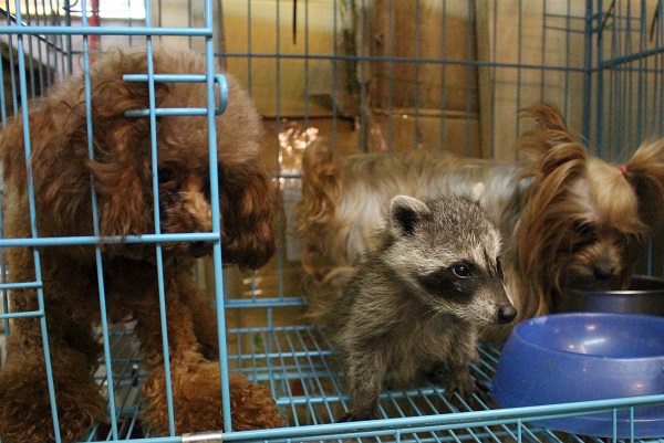 顏偉哲的寵物家族最近加入了浣熊Shakira,正在與狗姐姐們進行籠內訓練。 李娉婷/攝