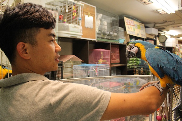 店內有好幾隻鸚鵡是非賣品,是顏偉哲自己養了多年的寵物。 李娉婷/攝