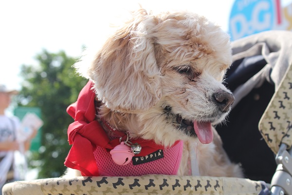 16.5歲的可卡犬也來參賽,在一群好動的狗狗中顯得淡定的牠,或許可以在停留比賽取得好成績。 何宜/攝