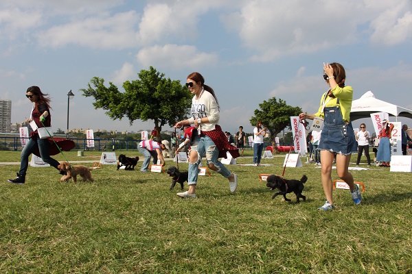 繫好牽繩,與主人一起開跑。 何宜/攝