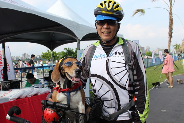 酷狗小米雖然有爸爸載不用動,不過在家可是每天都有在草皮上運動,苗條的很! 何宜/攝