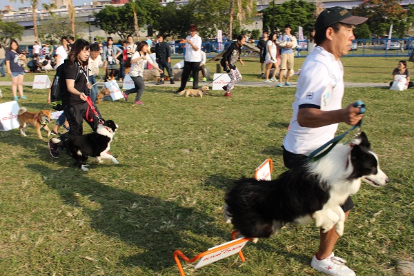 跳欄障礙賽除了快,還要跳的高! 李娉婷/攝