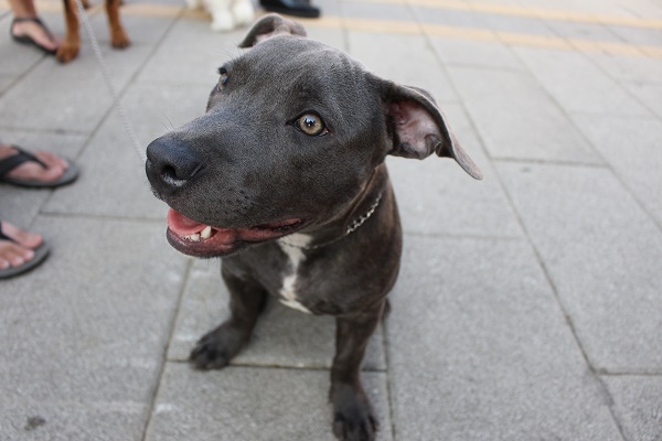 活動現場出現台灣少見的比特犬!小狗超級親人,完全不見傳聞中比特犬的暴戾之氣。 李娉婷/攝