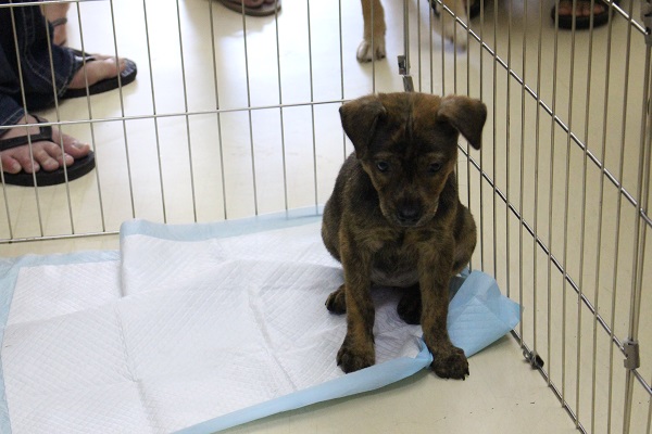 中途志工除了照顧幼犬的日常起居外，還要身兼老師教導狗狗良好的生活習慣。（照片為送養會現場） 李娉婷/攝