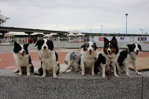 邊境牧羊犬家族集合！今日來了黑白、三色、大理石色、棕色等邊境牧羊犬，不過這只是一小部分，其實邊境牧羊犬總共有16種顏色！明日的飛盤犬比賽會有更多邊境牧羊犬參賽，或許16種顏色都能見到呢。 李娉婷/攝
