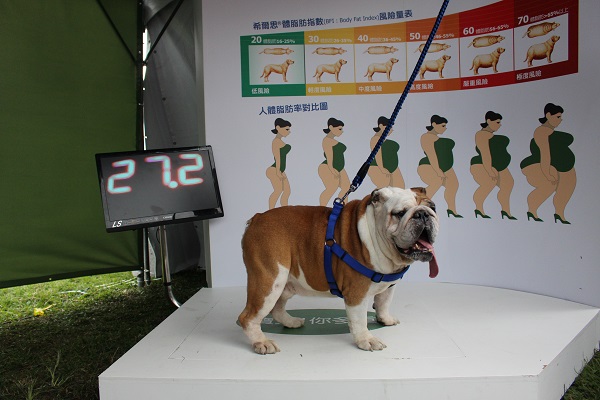 這隻鬥牛犬大超標啦！牠的體脂肪介於50-60%之間，需要瘦11公斤才能達到理想體重，要再多運動才行。　李娉婷/攝