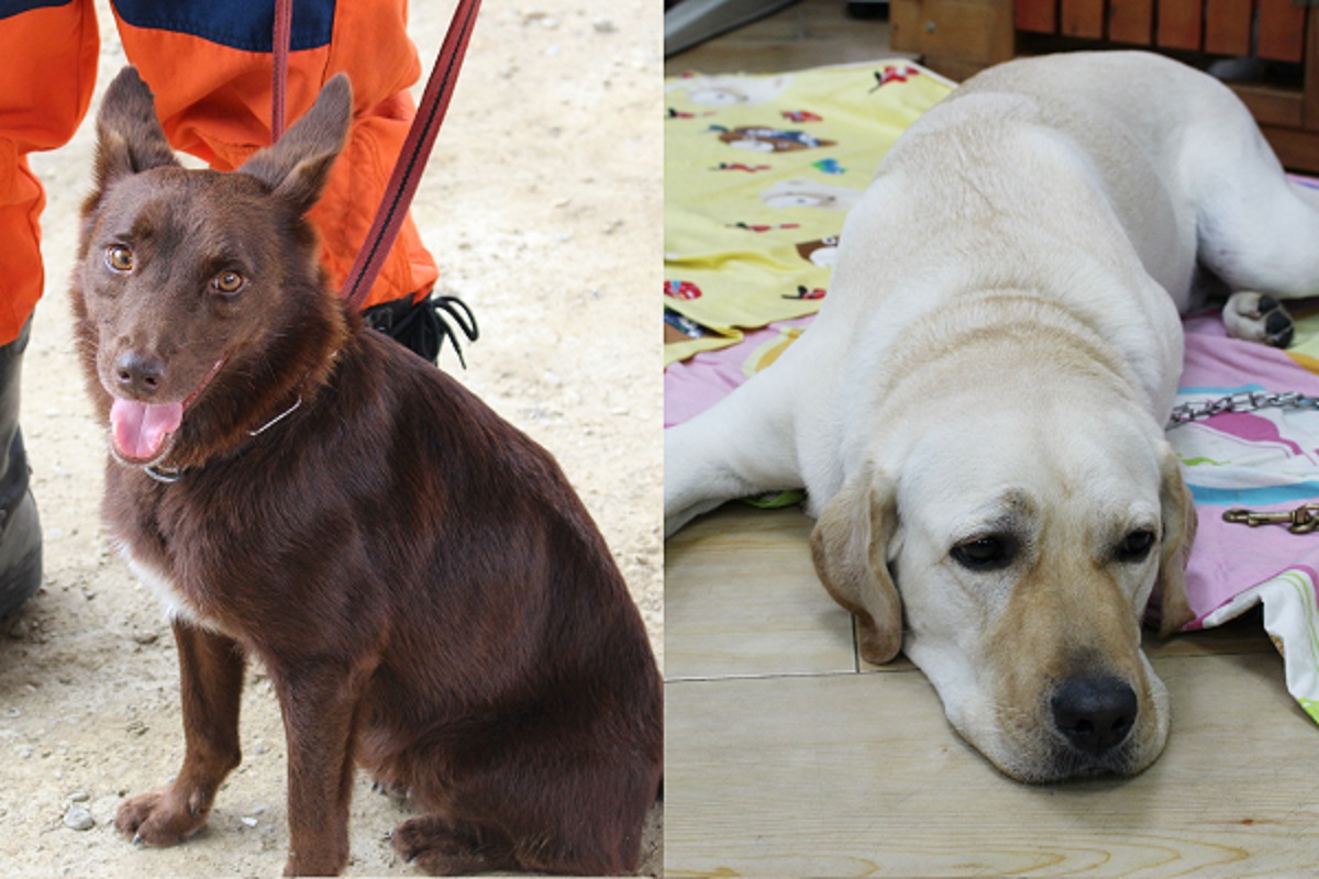 樂觀狗適合當為搜救犬、緝毒犬,而悲觀狗適合當導盲犬。 李娉婷/攝、江幸芸/攝