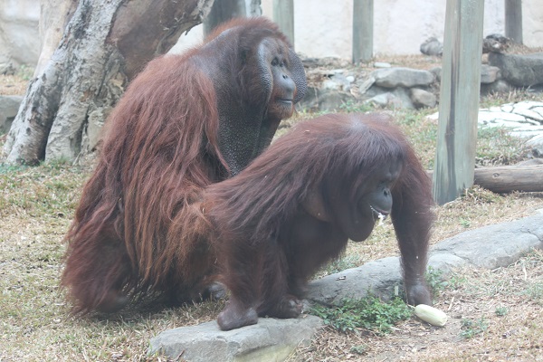 搗麻糬活動的水果麻糬將會變成阿宏和咪咪的點心。 壽山動物園/提供