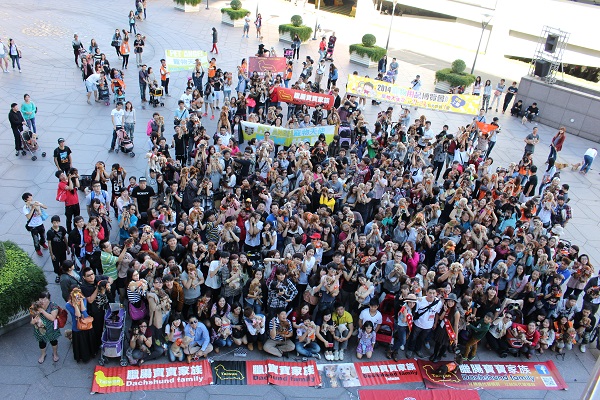 臘腸寶寶家族動員！報名狗數共有1014隻，不過狗狗太多太混亂啦，主辦單位最後只能算到400多隻。 李娉婷/攝