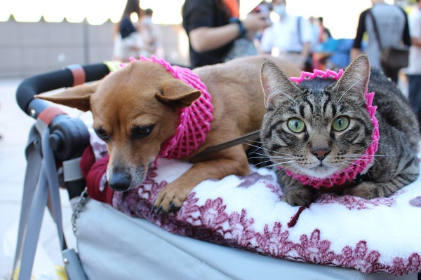 原來是親子！粉圓(右)是小鹿(左)從小帶大的小貓，兩隻感情相當好，也因為這樣，粉圓很有大喵之風，不怕狗狗。　李娉婷/攝