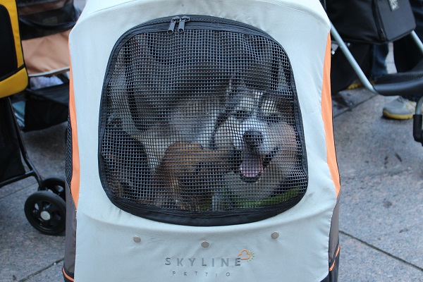 I.L.D(Dachshunds臘腸狗) Family中有哈士奇，牠和兩隻臘腸是家人。　李娉婷/攝