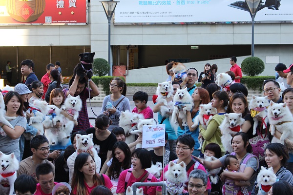 狐狸犬之友相聚，今天來了50多隻狐狸犬。　李娉婷/攝